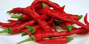 Fresh Red Chilli