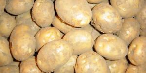 Potato