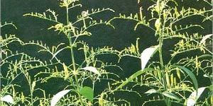 Andrographis Paniculata