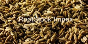Cummin Seed
