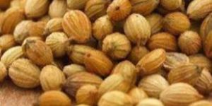 Coriander Seeds