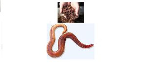 Earthworms - Eisenia Foetida