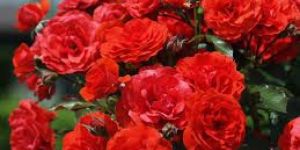 Fresh Button Rose Flowers