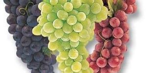 Fresh Grapes