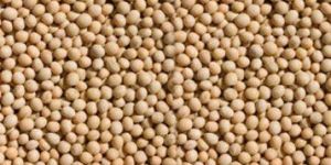 Soybean Seeds