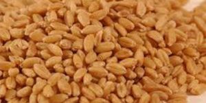 Wheat