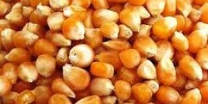Yellow Maize Seeds