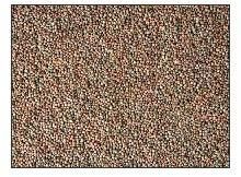 Black Mustard Seeds