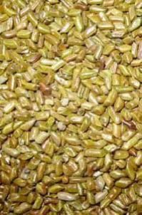 Cassia Semen Torea Seeds