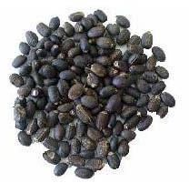 Jatropha Seeds