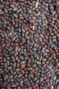 Sesbania Seeds