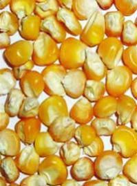 Yellow Maize Seeds