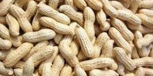 Shelled Groundnuts