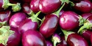Fresh Brinjal
