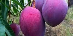 Purple Mango