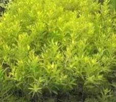 Sandalwood Plants