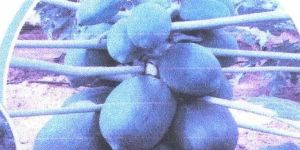 Seedling Papaya Plants