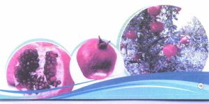 TC Pomegranate Plants