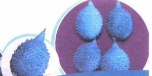 TC Spine Gourd Plants