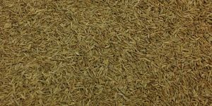 Cumin Seed