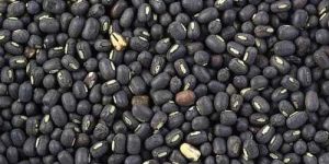 Indian Pulses