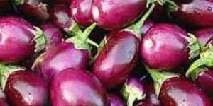 Fresh Brinjal