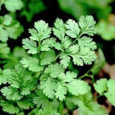 Fresh Coriander Leaves