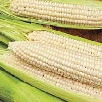 White Maize