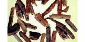 Operculina Turpethum