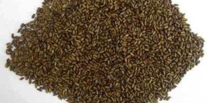 Puwar Seeds