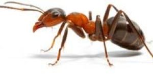 Ants Control