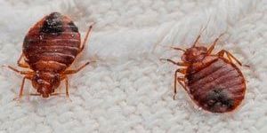 Bed Bugs Control