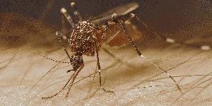 Mosquitoes Control Services