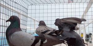 Pigeons Control Services
