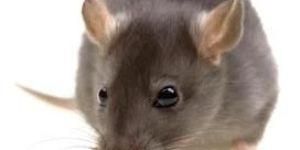 Rat Control Services