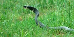 Snake Control Services
