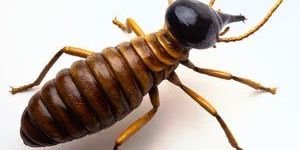 Termite Control Services