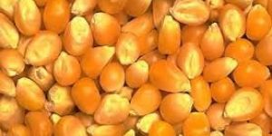 Yellow Maize