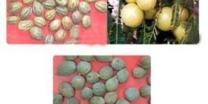 Triphala Fruit Extracts