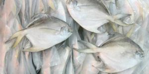 Frozen Pomfret Fish