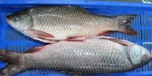 Frozen Rohu Fish