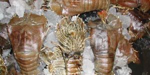 Frozen Sand Lobster