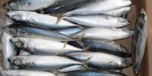 Frozen Trevally Fish