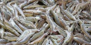 Frozen Vannamei Shrimp