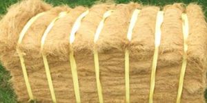 Coir Fibre
