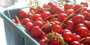 Fresh Red Cherry