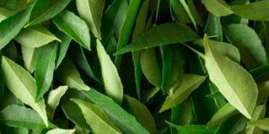 Fresh Curry Leaves
