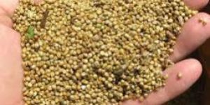 Pearl Millet Seeds