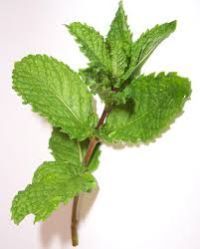 Spearmint Oil Extract