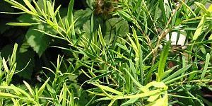 Tea Tree Oil Benefits